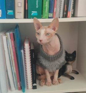 galeria de fotos (3)