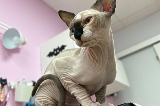 diseño sin título (56)