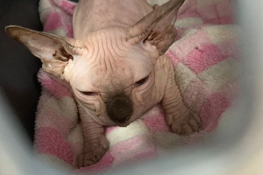 diseño sin título (57)