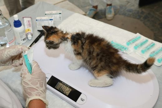 diseño sin título (65)