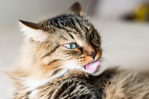 diseño sin título (75)